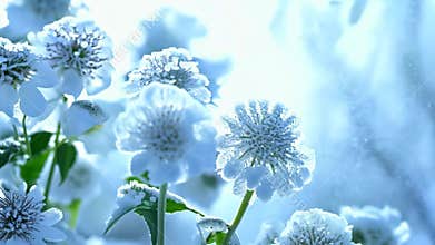 Flowers in a field covered with snow. Beautiful flowers in the snow