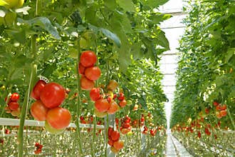 Tomatoes