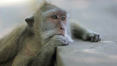 monkey thinking in uluwatu temple, bali