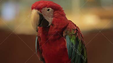 parrot bird