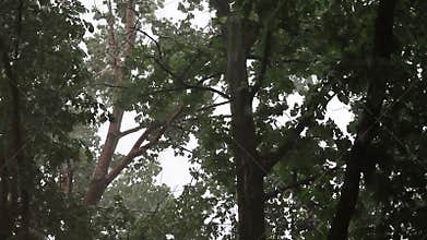 Storm of oppression trees