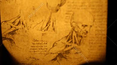 Leonardo da Vinci anatomy