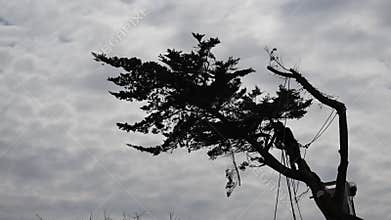 Biscarosse, France - 7 March 2025: logger and shovel cutting down a coniferous tree