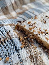 Trail of Ants Marching Across Picnic Cloth to Gather Food Crumbs During an Outdoor Gathering in Sunny Weather Generative