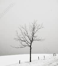 Solitary tree in a snow covered field