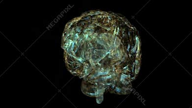 Human Brain