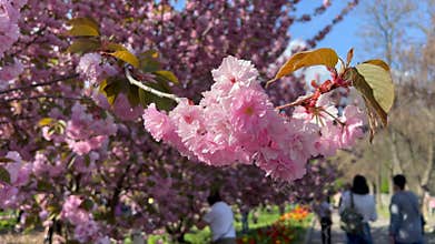 Beautiful pink cherry blossom branch in full bloom