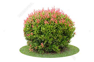 Shrub of Pigeon Berry tree isolated over white