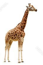 Giraffe isolated on white background.