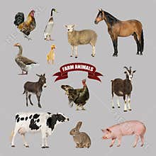 Poster of farm animals including a horse, cow, pig, sheep, goat, goose, rooster, hen, duck, and rabbit
