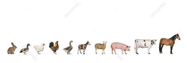 Line of farm animals including a horse, cow, pig, sheep, goat, goose, rooster, hen, duck, and rabbit