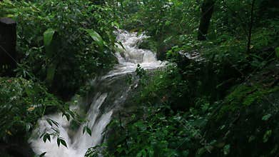 Raining in the jungle