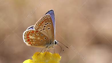 Polyommatus thersites butterfly opens its wings showing its vibrant blue color