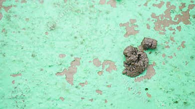 wet chicken droppings on the floor