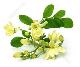 Edible moringa flower