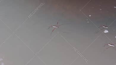 Gerridae (water striders, water skeeters, water scooters, water bugs, pond skaters, water skippers) on river