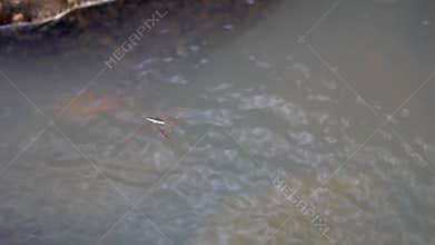 Gerridae (water striders, water skeeters, water scooters, water bugs, pond skaters, water skippers) on river