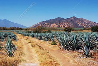 Lanscape tequila mexico