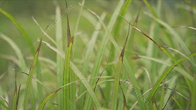 Painterly close-up of tall green grass blades in a tranquil field with a dreamy, soft background