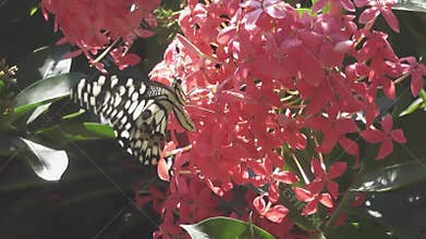 Butterfly flying, standing and feeding on pink Ixora or West Indian Jasmine flowers.