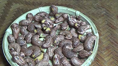 cashew nut scene, cashew shelling