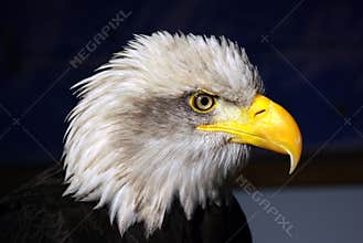 Fish Eagle
