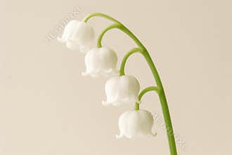 lily of the valley plant with delicate white bell shaped flowers on green stem, isolated on soft neutral background, AI Generative