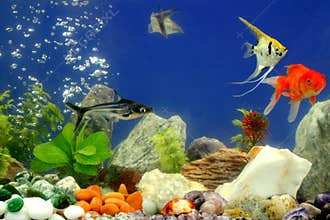 Fishes in the aquarium