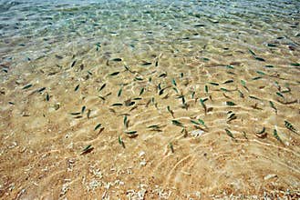Shallow waters with fish