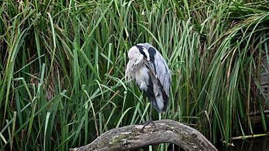 grey heron preening sitting on a log in a pond