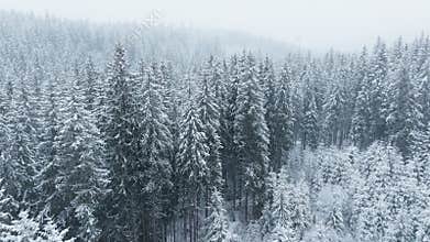 Snow forest winter storm blizzard frost wild nature wood tree
