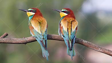 Beautiful and Colorful Birds Perched Gracefully on a Branch in a Lush Outdoor Environment