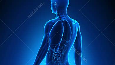 Male anatomy - Human Lungs