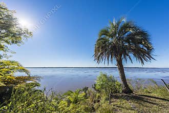 Palms on El Palmar National Park, Argentina