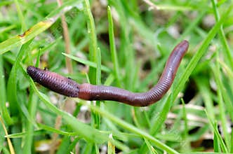 Worm