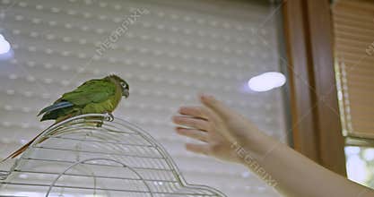 Girl Cuddles Her Pet Green Parrot at Home by the Window