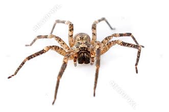 House spiders