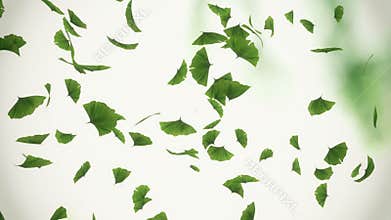 Falling ginkgo leaves
