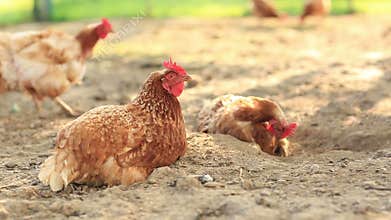Free Range Hens in a farmyard