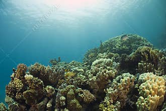 Coral Reef