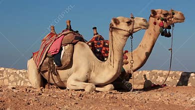 Camels