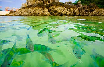Tropical fish