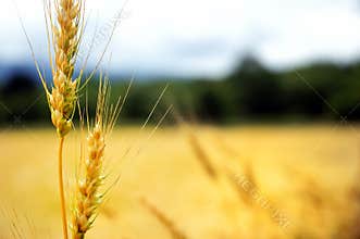 Wheat Fields