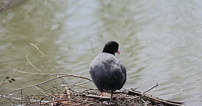 the Common Coot is the most widely distributed and most abundant breeding waterbird