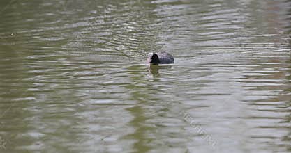 the Common Coot is the most widely distributed and most abundant breeding waterbird