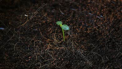 Planting tree, watering sprout