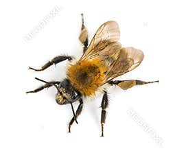 View from up high of a European honey bee, Apis mellifera