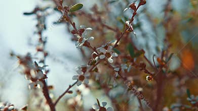 A captivating video shows a tree branch with vibrant flowers and lush leaves