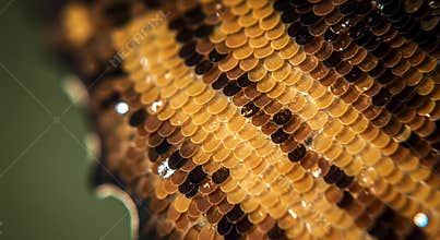 Close-up of Butterfly Wing Scales: Golden Brown Texture