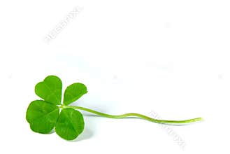 Four Leaf Clover